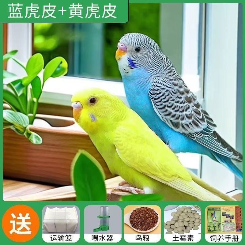 Live Budgerigars That Can Talk, Small Live Cockatiels, Birds for Sale, Live Parrots, Domestic Pets, Small Live Animals