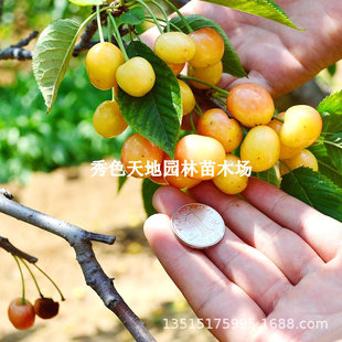 Yellow Honey Large Cherry Saplings Grafted Fruit Seedlings Potted Fruit Trees Planted in the South and North Crystal Cherry Seedlings That Bear Fruit in the Same Year