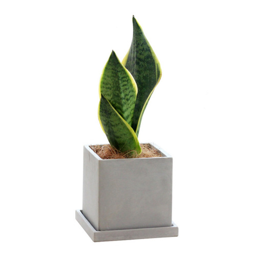 Nordic simple cement flowerpot mini creative personality with tray household succulent square flowerpot micro potter