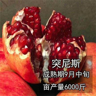 �������\��ʯ�����������ܛ�Ѵ�ʯ�������Ե���ͥԺ���䮔��Y��