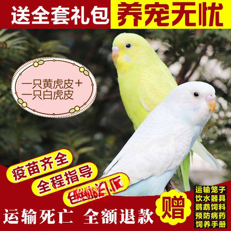 백호가죽 + 황호가죽(Bao Xue Talking) 핫 세일