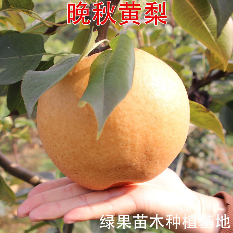 晚熟高产梨树苗 晚秋黄梨苗 南方北方种植 晚秋黄梨树苗 嫁接果苗
