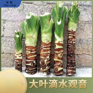 Large-Leaf Dripping Guanyin Potted Plant Guest Balcony Water and Soil Culture Bonsai Indoor Green Plant King Taro Flower to Go