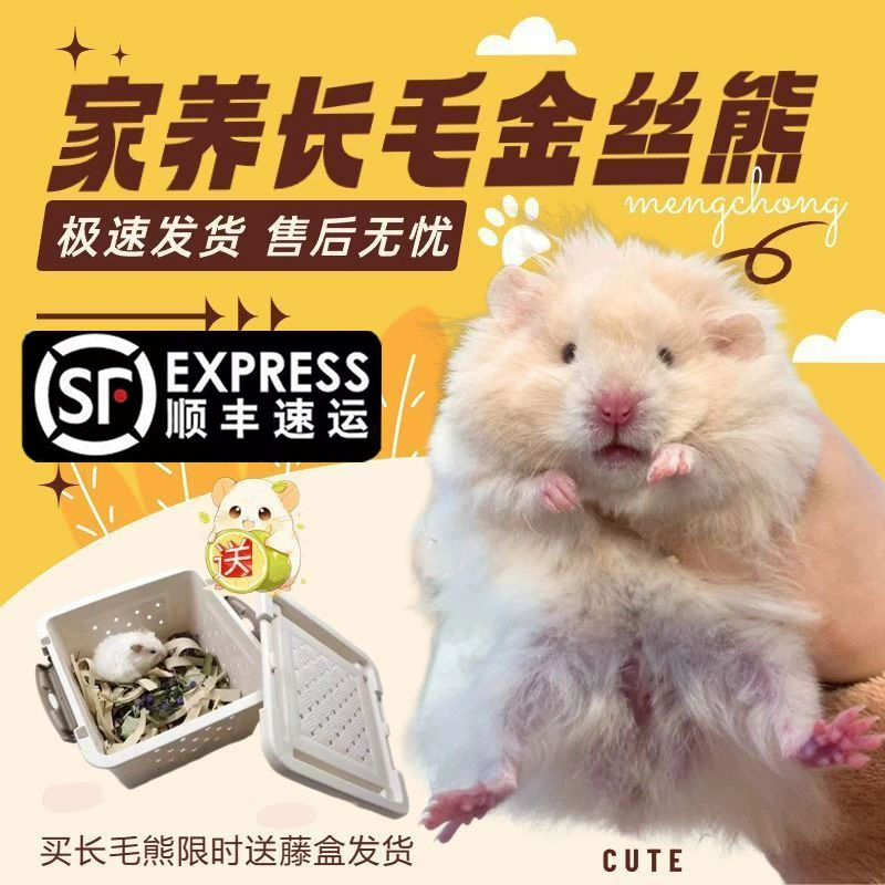 Домашние дешевые длинношерстные мыши, длинношерстные золотые медведи, длинношерстные медведи в тигровую полоску, длинношерстные медведи из стерлингового серебра, живут