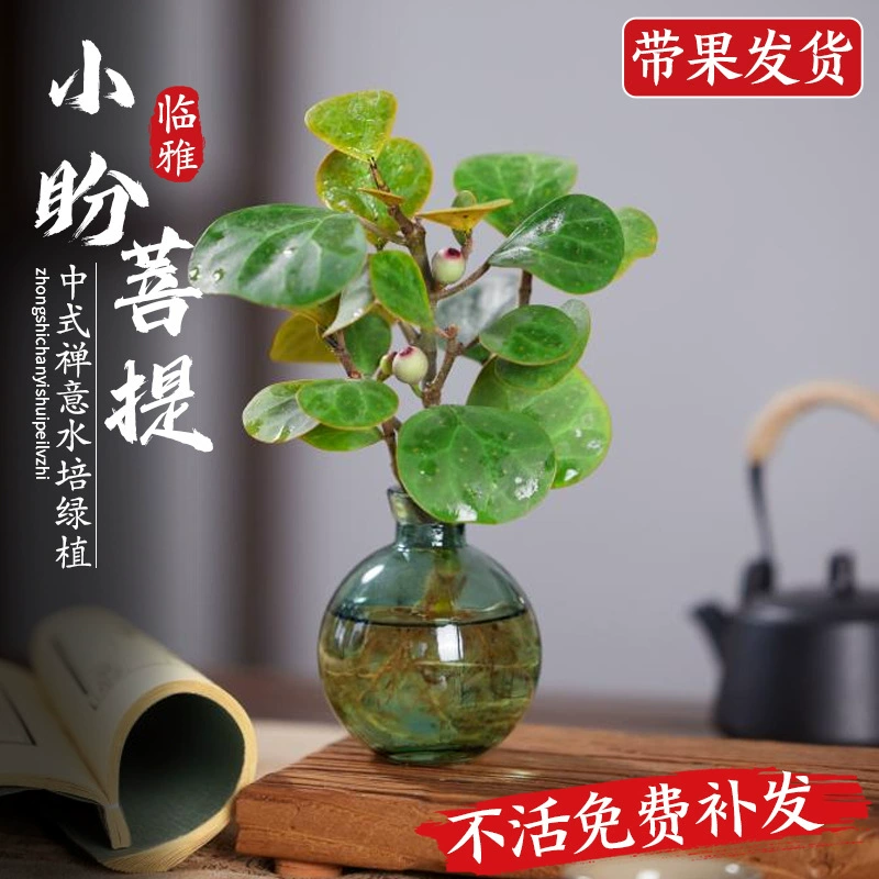 Комнатное растение Шаопань Бодхи в горшке с фруктами, гидропонное, простое в уходе, для офиса, китайское дзен, настольное, миниатюрное бонсай