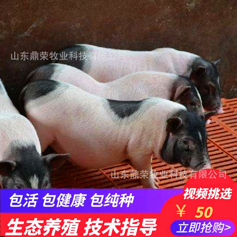 纯种巴马香猪宠物小香猪活体用猪白背香猪公母均有全国送到家|ms