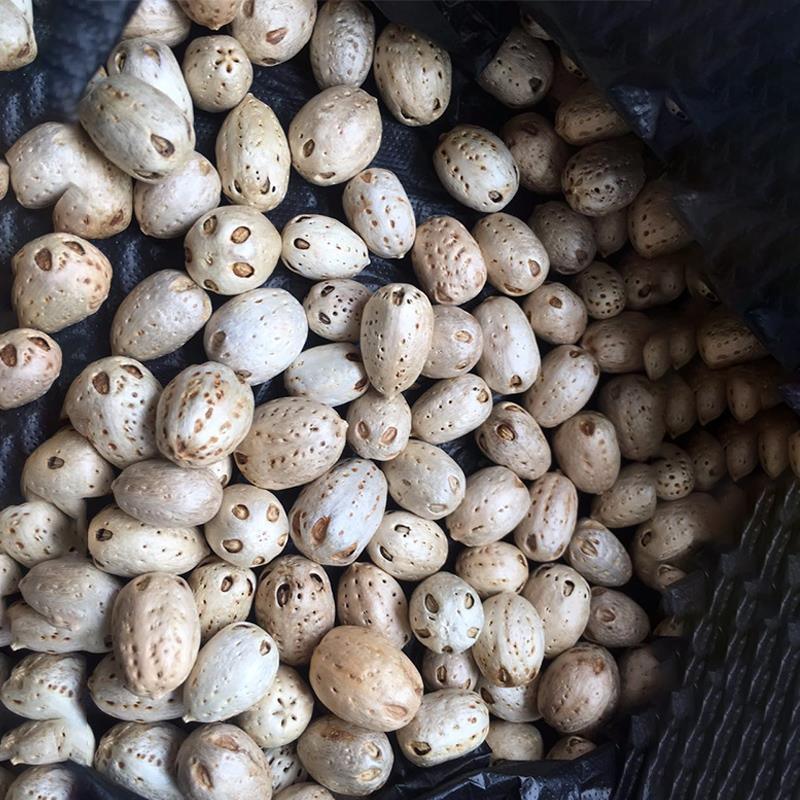 南酸枣种子 酸枣树 货郎果 四眼果 山枣树 鼻涕果 五眼果种子