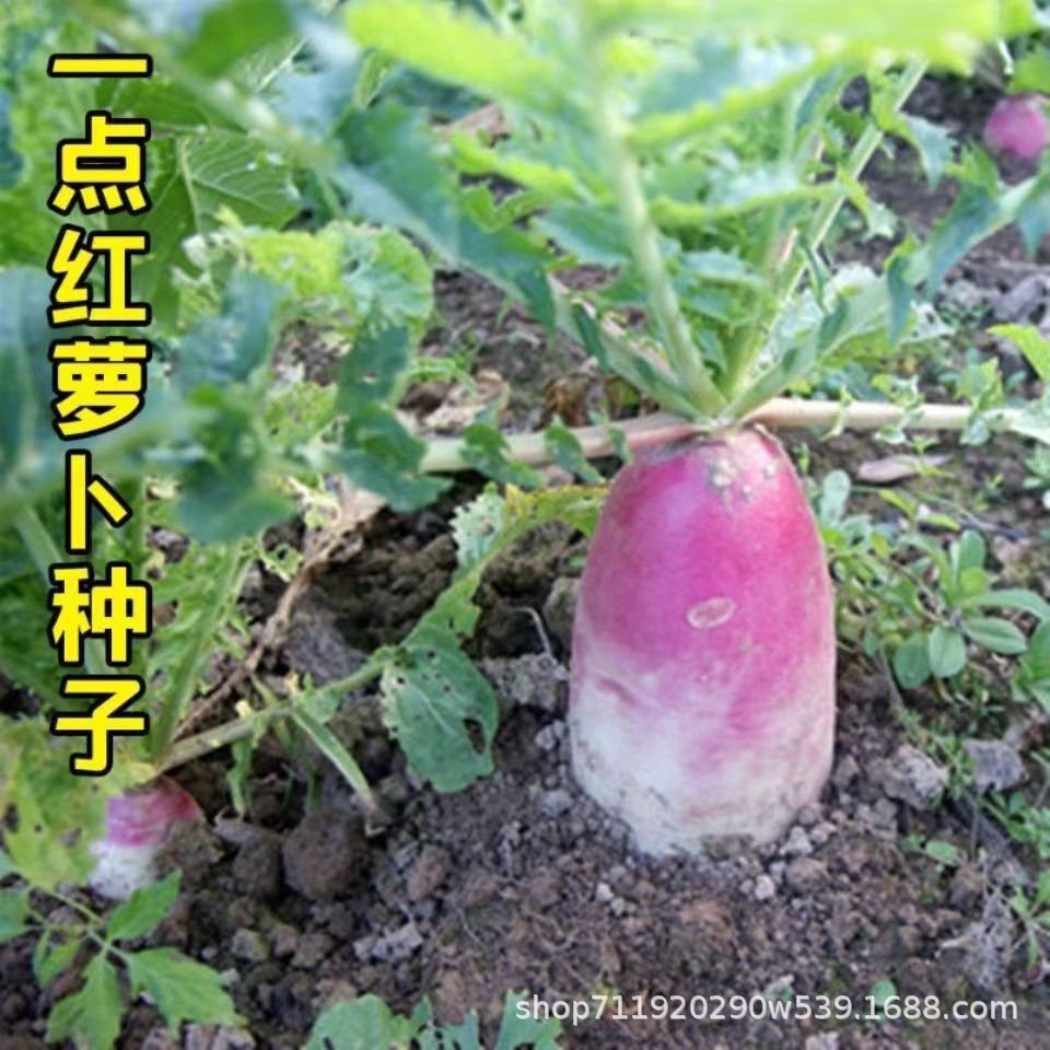 A little carrot seeds sweet and crispy fruit roe seeds red radish…