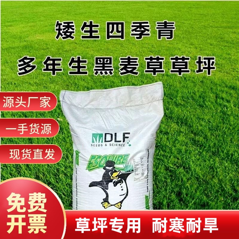 蓝标黑麦草种籽四季青护坡多年生草坪籽耐寒草籽冬季绿化草坪种子