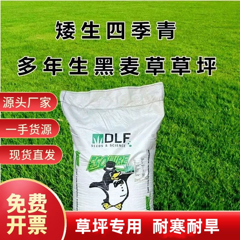 Семена черной травы с синей этикеткой, многолетние семена газонов для четырехсезонной защиты зеленых склонов, морозостойкие семена травы, семена газонов для зимнего зеленения