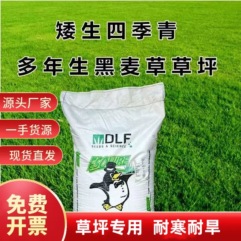 蓝标黑麦草种籽四季青护坡多年生草坪籽耐寒草籽冬季绿化草坪种子