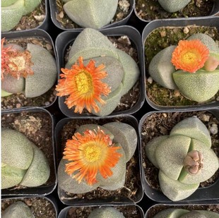 Ԫ���G������ʯ������ֲ���������ֺ��B���ӿ������k���һ��ܾGֲ