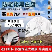 黑白膜加厚进口防晒隔热塑料布遮光遮阳大棚养殖蓄水防雨棚膜
