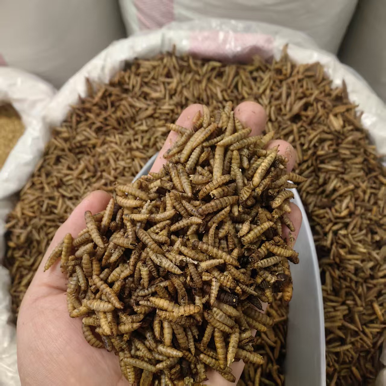 Wugu Chong Boneless Insect Dried Whole Herb 500g Guangxi Origin Traditional Chinese Herbal Ingredient key features