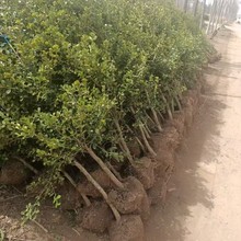 SС~SΘeͥԺGֲSСļG