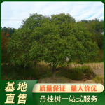 基地直售金桂桂花树地径16-17公分四季常青浦城金桂新鲜桂花树苗