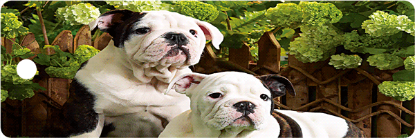 a0b44b0f1d913e1456a71c37cad905