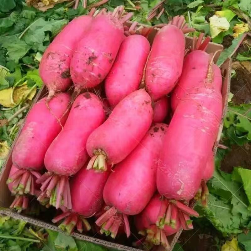 凤梨水果萝卜种子沙窝甜脆型萝卜种籽子红心红皮春秋四季蔬菜种子