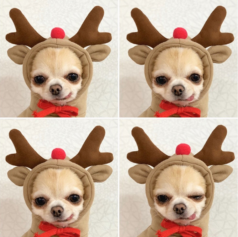 조임끈 살구 엘크