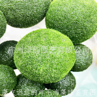 marimo�Ҹ��������^�p���w��ˮ�����l΢���^���Bƿˮ����ǾG����