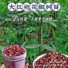 批发大袍花椒苗  大袍花椒苗 根系发达花椒苗规格齐全 价格优惠