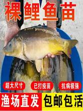 裸鲤鱼苗淡水养殖食用活体裸斑三道鳞无鳞无甲鲤鱼苗冷水观赏鱼苗