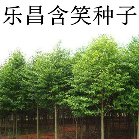 Оптовая Лечанг улыбается Семена Зеленые Семена Холли семена французский Холли семена озеленение видов деревьев