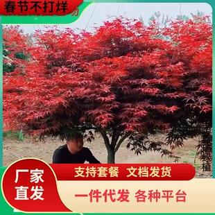 һ�����l�t�������Ї������t�ձ��t���t�輧ͥԺ�e���ļ��t���Ե�