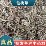 仙桃草中药材 中草药仙桃草中药材仙桃草 蚊母草 接骨仙桃草