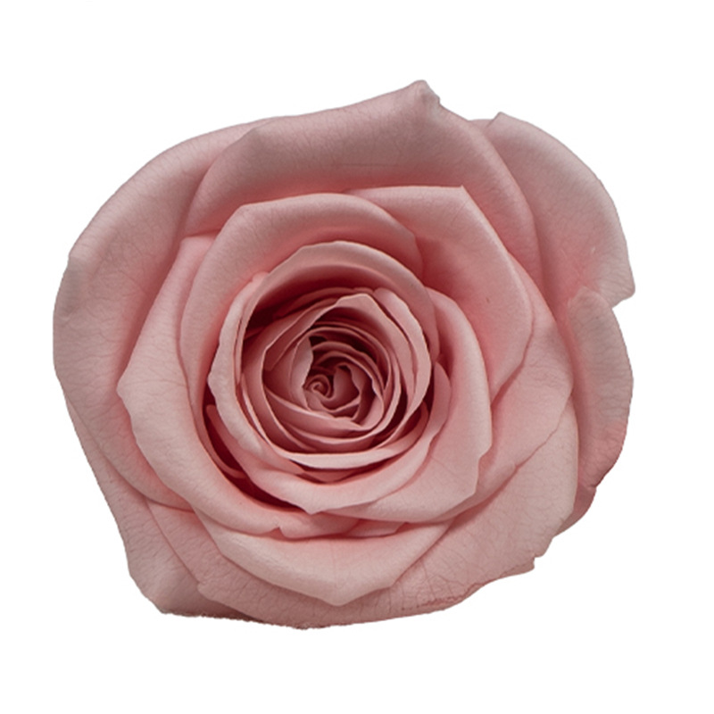 4-5cm 8 Flores, grado B DIY flores eternas, rosas eternas, Yunnan Kunming al por mayor, flores preservadas