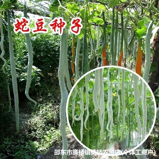 �߶��N�Ӵ�ȫ�����L���ǷN�����߹��z�ϷN��ԭ�b�N�Ӵ�ȫ���l���l