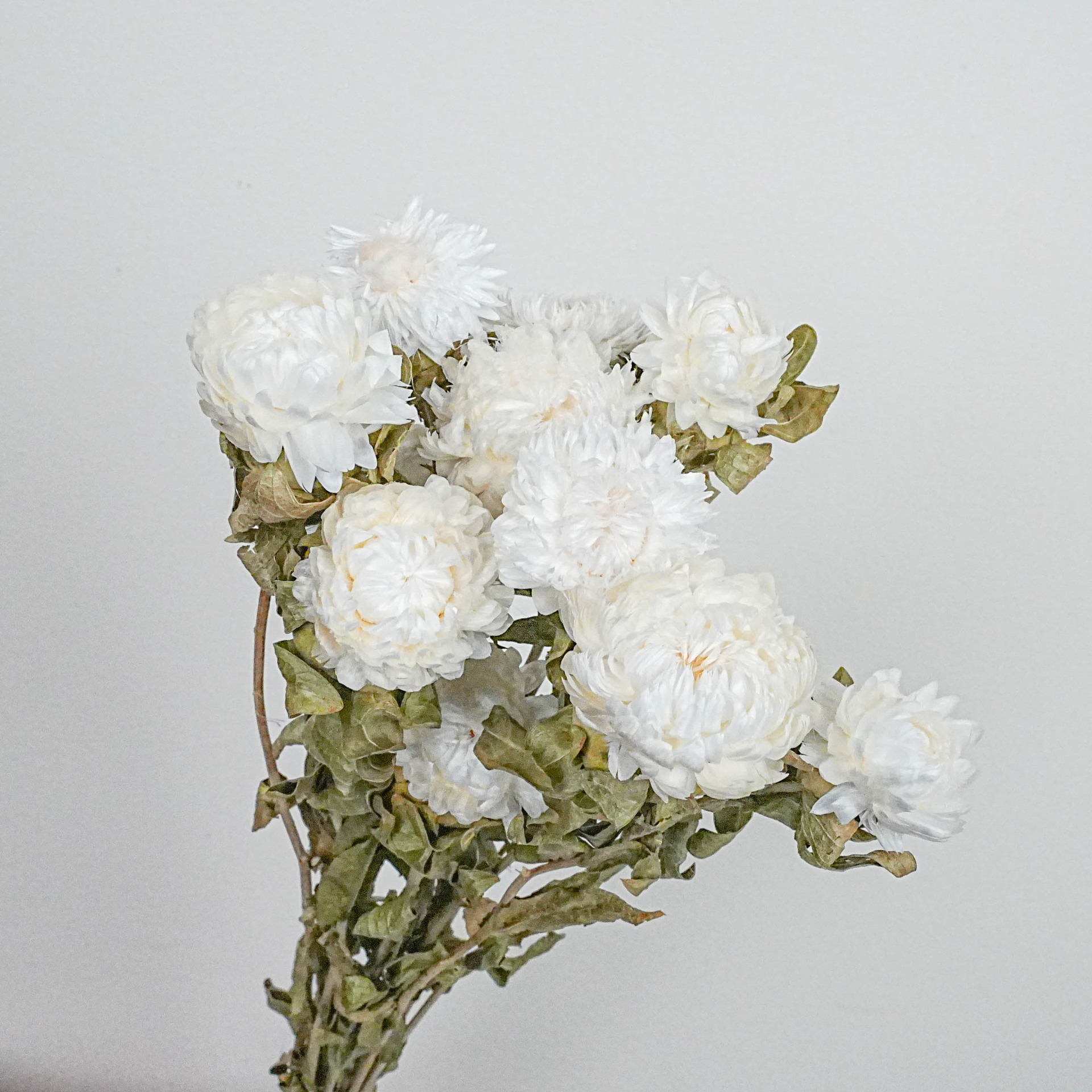 Flores secas naturales de trigo y chrysanthemum hechas a mano flores secas, flores secas de Yunnan, material de ramo grande al por mayor