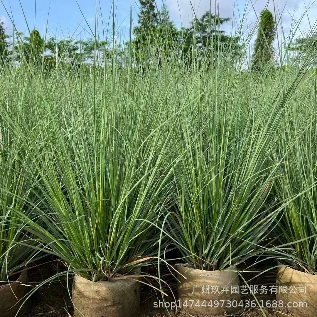 Псалом тростник декоративная трава листва растения земля саженцы земля водные цветы двор цветок зеркало сад озеленение растения