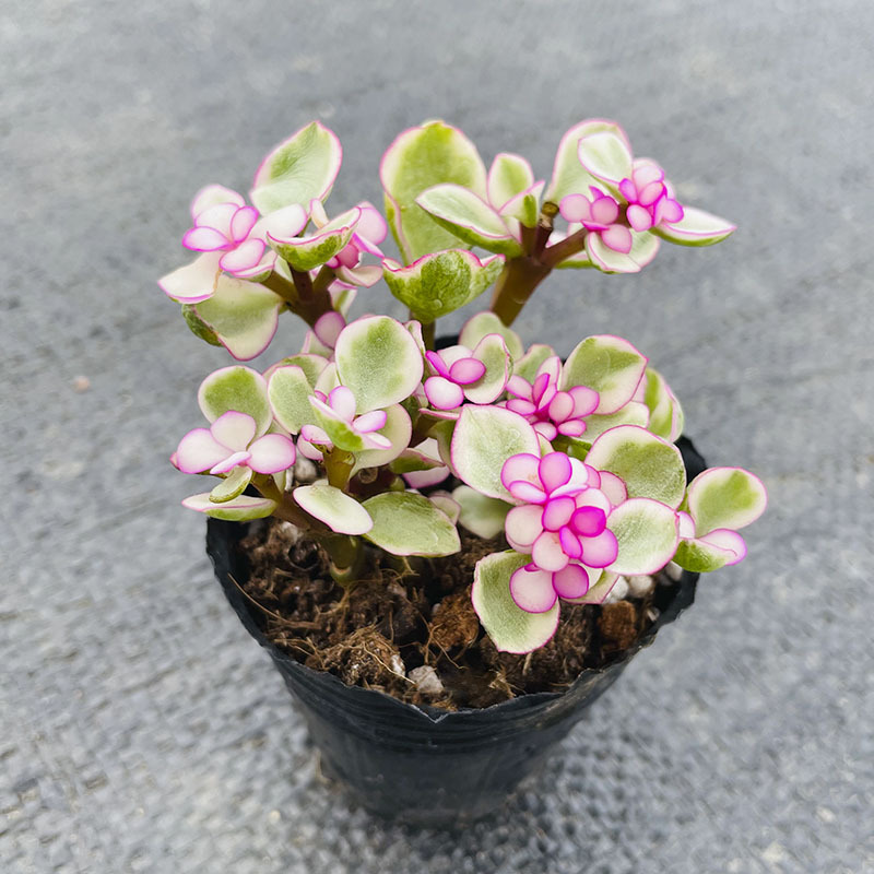 알레의 춤 4-5cm (뿌리와 함께 배송)