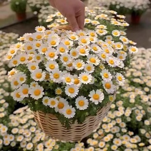 Small Daisy Flower Seeds Are Easy to Sow in All Seasons, Indoor and Outdoor Chamomile Flower Seeds, Balcony Flowering Potted Plants