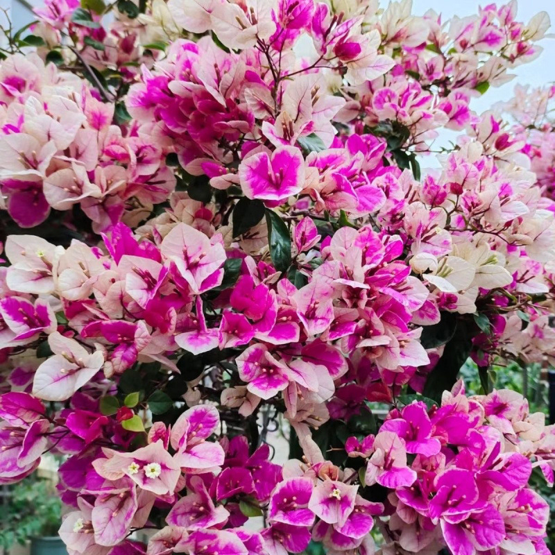 인터넷 연예인 핫모델 (버라이어티 레드체리)