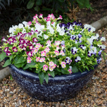 NļN_̨҃ԻݻܷNͥԺ