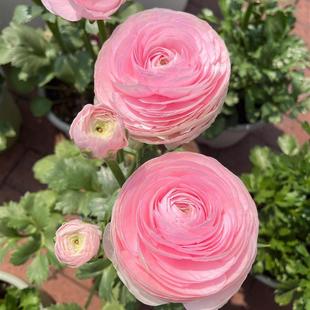 Imported Ranunculus Bulbs, Peony Bulb Seeds, Balcony Perennial Florals, Fresh Piano Leaf Peonies