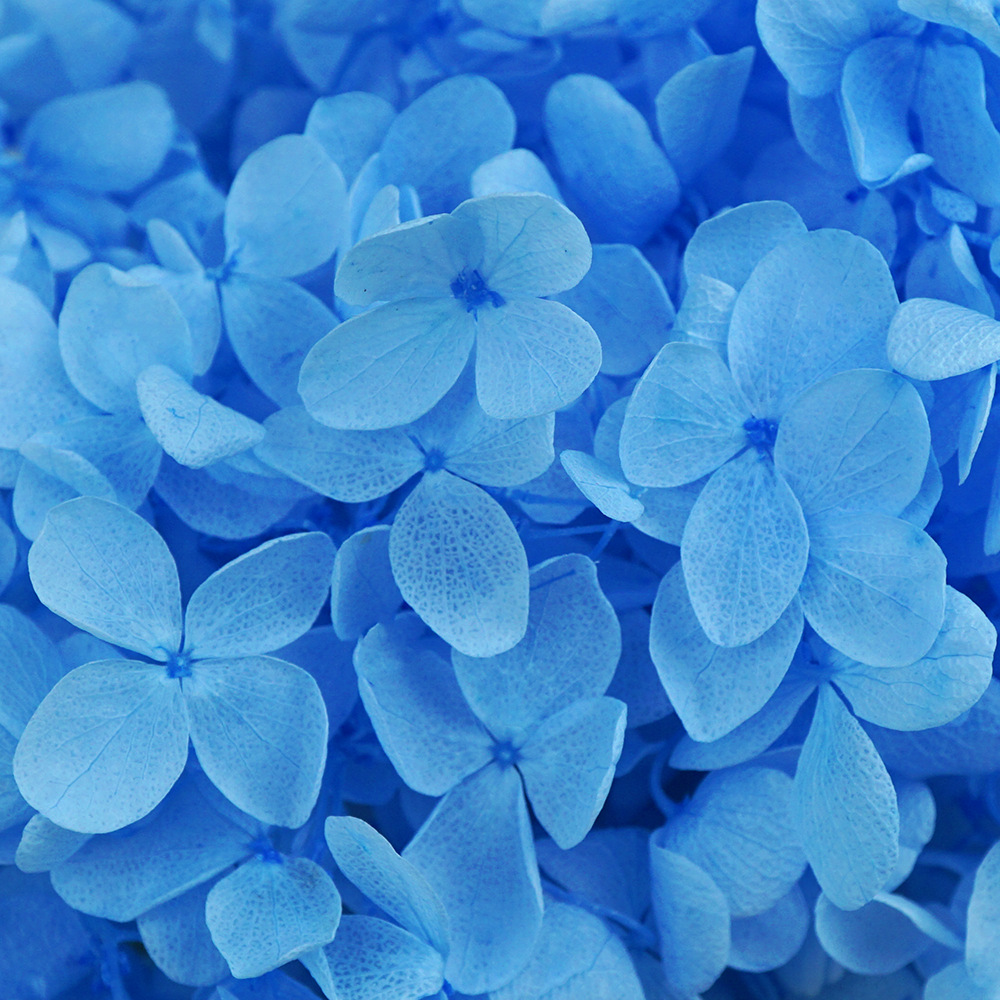 Hidrangea de madera azul - 20 g/caja
