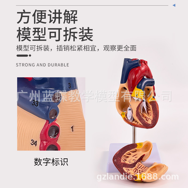 ��Ʒ1:1�����������ģ��B���ʳ�����ģ�Ͳ�жҽѧ��Ȼ�������ѧ