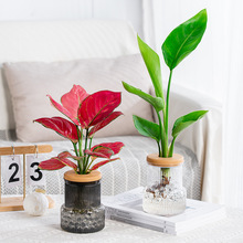 ͸��ˮ��ֲ�ﻨ��G�}�����t�²�����ƿ�����֬�[��ˮ�B��ƿ���l