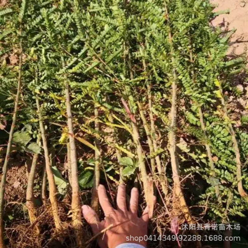 基地直销 常年供应各种规格皂角苗 厂家直销优良品种皂角苗
