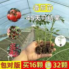 �ļ�С���ѷN����ǧ���}Ů���������t���������ԷN�Ѳ�����������