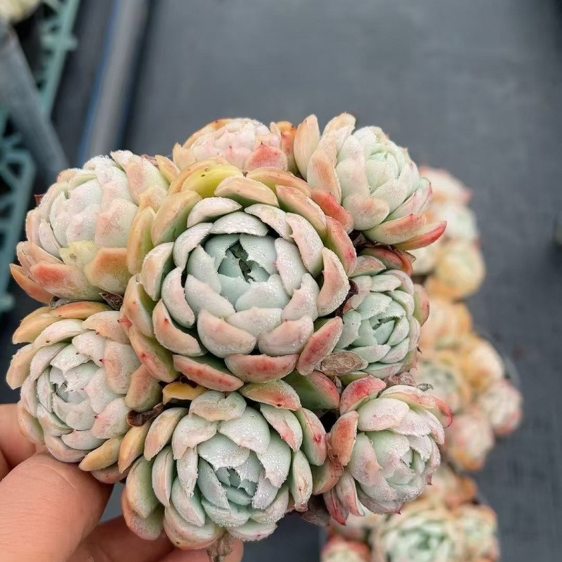 인기 베리는 5개부터 시작됩니다. (화분을 가져오려면 플라스틱 화분이 좋습니다)