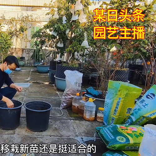 Rose nutrition soil 50 liters wholesale for potting and planting organic growing medium bulk peat moss-based general purpose nutrition soil