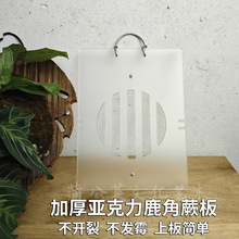 鹿角蕨板背亚克力上板球兰石斛亚猴二歧鹿角蕨种植板壁挂种植板