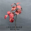 Two-pronged magnolia leaf-red