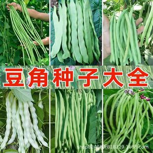 ���ǷN���߲˷N���L�ļ���ܿ�����＾���ǷN�Ѵ�ȫ���߲˷N�綹�N