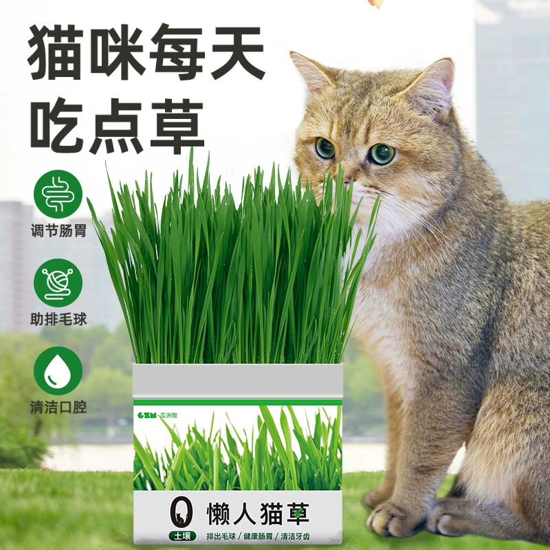 Зимняя кошачья трава в горшке, хлопья шерстяных шариков, ленивые семена, семена шерстяных шариков, лиофилизированные кошачьи закуски, кошачья трава