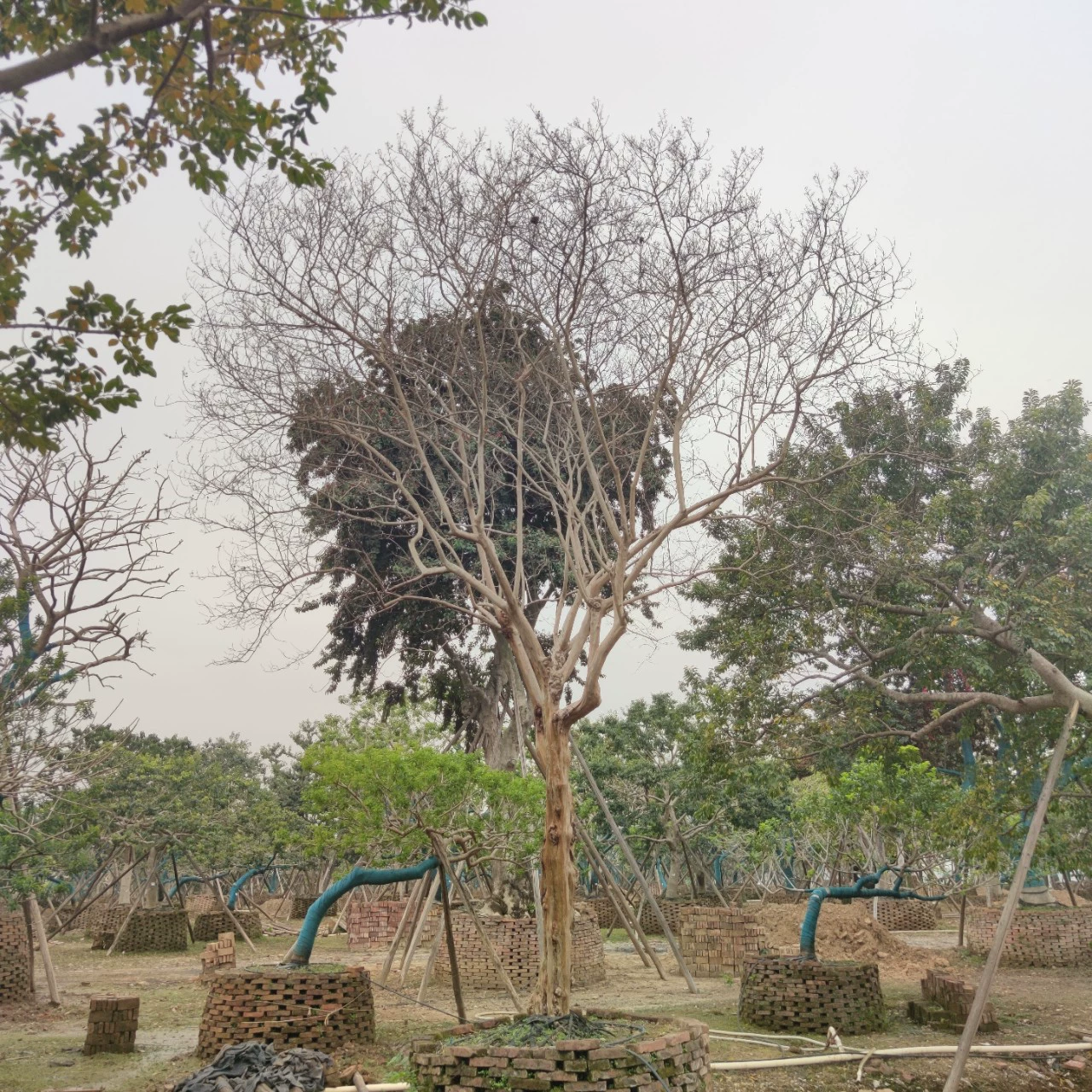 230108 база поставляет сафлоровые листья Lagerstroemia indica с диаметром 20 см